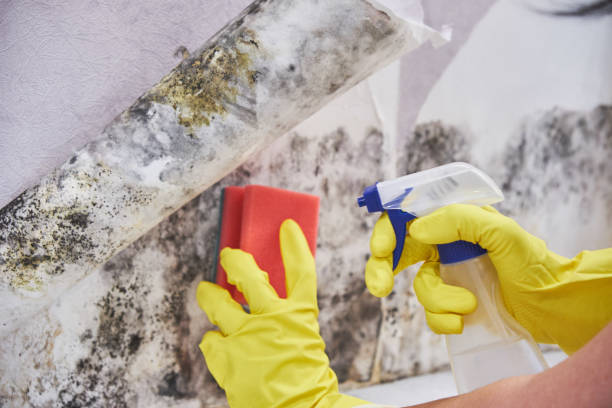 Best Mold Removal for HVAC Installations  in Clifton Forge, VA